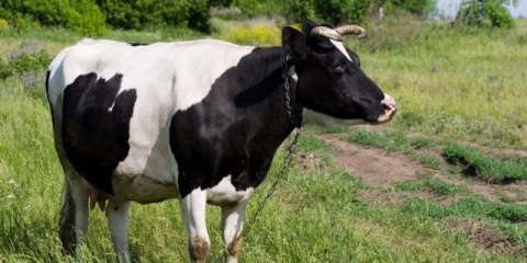 Krava ima zatvor: šta učiniti